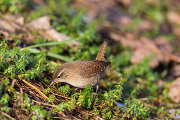 eurasian wren (troglodytes troglodytes) searching food, grassland