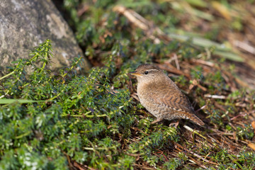 eurasian wren (troglodytes troglodytes), grassland, insect in beak