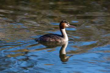 side view swimming great crested grebe (podiceps cristatus), water