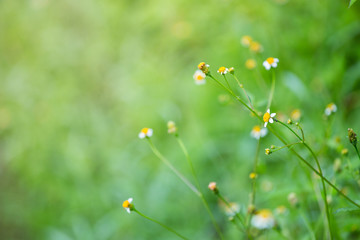 wild flower in the grass