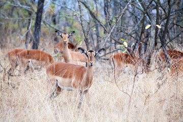 Herd of female impala antelopes on beige grass, trees and blue sky background close up in Kruger National Park, safari during the dry season in Southern Africa