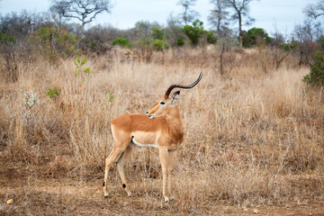 One male impala antelope with curly horns on yellow grass, green trees and blue sky background close up in Kruger National Park, safari during the dry season in Southern Africa