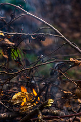 The fire made to prepare the meal and coffee