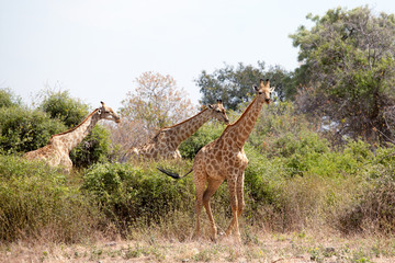 Three giraffes on yellow grass, green trees and blue sky background close up in Chobe National Park, safari during the dry season in Botswana, Southern Africa