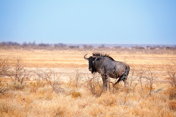 One wildebeest on yellow grass and blue sky background close up in Etosha National Park, safari during the dry season in Namibia, Southern Africa