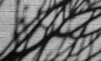 shadow of branch tree on old vintage brick wall - monochrome