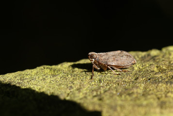A tiny Leafhopper (Cicadellidae) perced on a wooden fence.