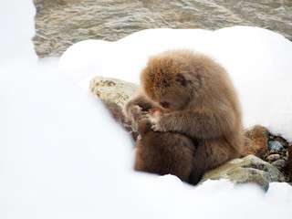Snow monkey at hot spring in Winter season.