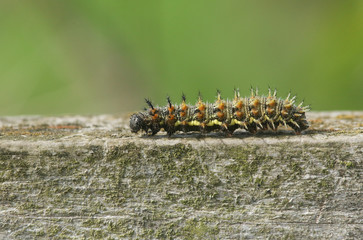 A Red Admiral Caterpillar (Vanessa atalanta) walking fast along a wooden fence.