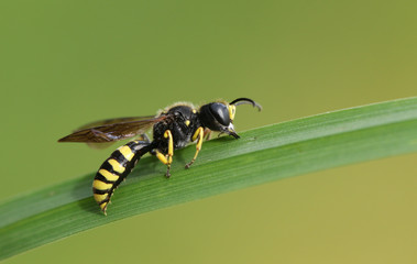 A Field Digger Wasp (Mellinus arvensis) roosting on a blade of grass.