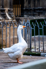 Oie dans une cour intérieure