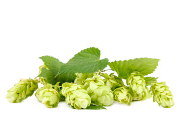 Hop close-up isolated on a white background.
