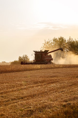 Naklejka premium Combine harvester in a wheat field on a sunny summer day