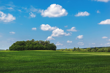 Green meadow and wheat field on a sunny day