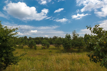 Fototapeta na wymiar Green meadow and wheat field on a sunny day
