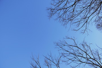 Obraz premium 冬、空、木