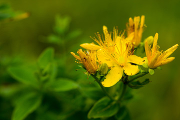 St. John's wort yellow healthy plant on the meadow