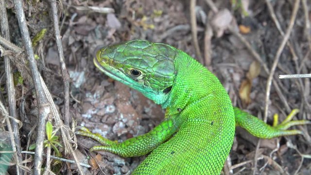 Westliche Smaragdeidechse (Lacerta, bilineata) im Moseltal bei Valwig,  junges M&auml;nnchen
