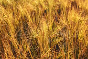 Ripe ears of wheat field as background