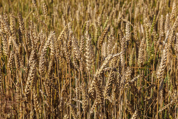 Ripe ears of wheat field as background