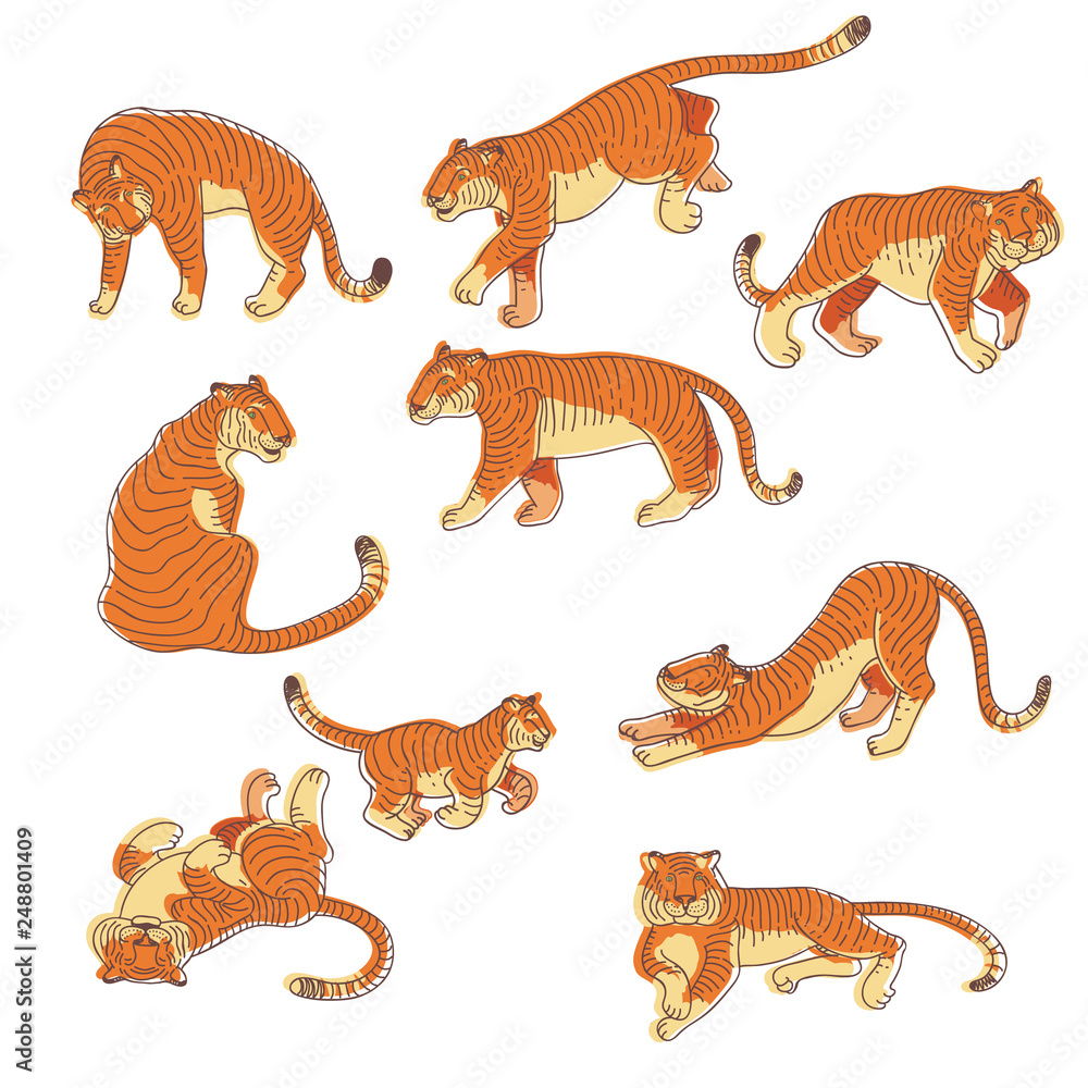 Wall mural vectoe set of hand drawn tigers in different actions. large predatory cat with orange striped coat. 