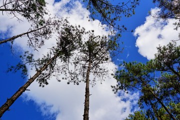 Pine tree on blue sky and cloud background, beautiful nature blue sky with trees, Looking up branch on sky background, pictured from Space for text in template, abstract wallpaper, Empty concept