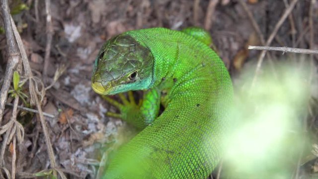 Westliche Smaragdeidechse (Lacerta, bilineata) im Moseltal bei Valwig,  junges M&auml;nnchen