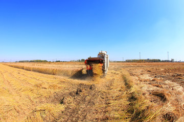 Harvester machine is harvesting rice