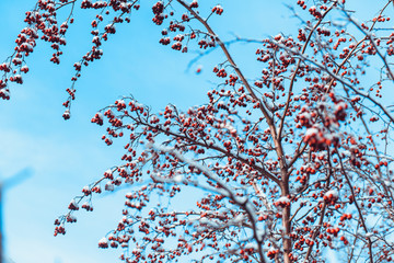 branch with red berries