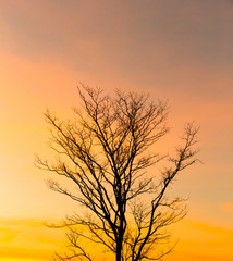 Fototapeta premium Dry dead tree