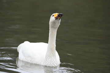 ハクチョウ　Swan