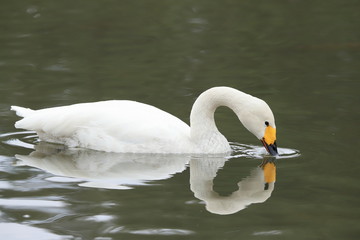 Obraz premium ハクチョウ Swan