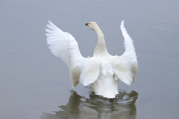 ハクチョウ　Swan