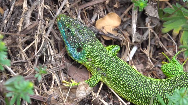 Westliche Smaragdeidechse (Lacerta, bilineata) im Moseltal bei Valwig, altes M&auml;nnchen