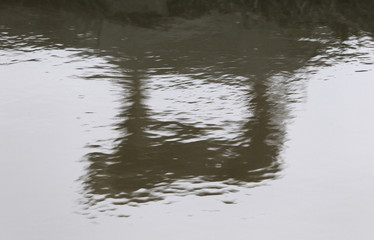 Reflection of a lioness in the water