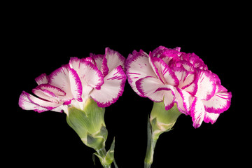 Two flowers of carnation (Dianthus) on black background, close up