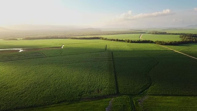 Drone flying over enormous sugarcane fields that stretch to the horizon, with sunset outside left of frame.