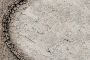 Some parts of artificial Dinosaur fossil background