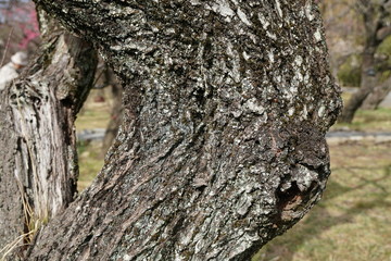 梅の木の樹皮