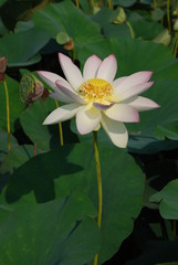 Lotus flower in the wild nature