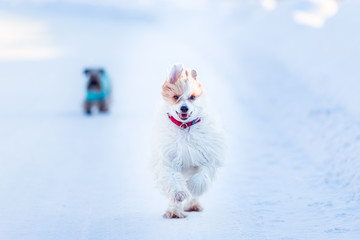 Chinese crested in winter