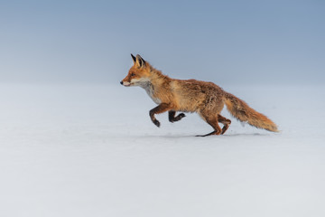 Fototapeta na wymiar Red fox (Vulpes vulpes) with a bushy tail hunting in the snow in winter in Algonquin Park in Canada