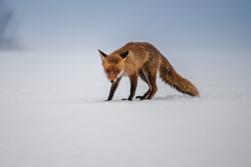 Red fox (Vulpes vulpes) with a bushy tail hunting in the snow in winter in Algonquin Park in Canada