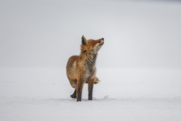 Obraz premium Red fox (Vulpes vulpes) with a bushy tail hunting in the snow in winter in Algonquin Park in Canada