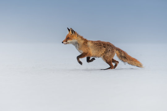 Fox Running Images – Browse 9,507 Stock Photos, Vectors, and Video | Adobe  Stock