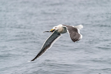 The Predatory Seagulls