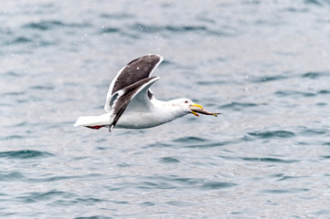 The Predatory Seagulls