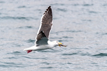 Fototapeta na wymiar The Predatory Seagulls