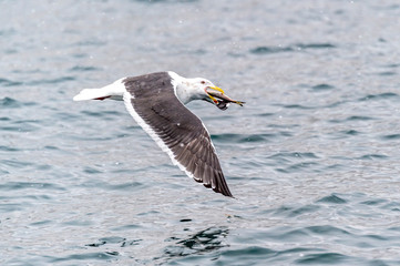 Fototapeta na wymiar The Predatory Seagulls