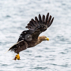 The Predatory White-talied Sea Eagle